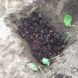 未熟な落ち葉堆肥（腐葉土）を完熟発酵させる方法 ～ヨモギ発酵液の活用～